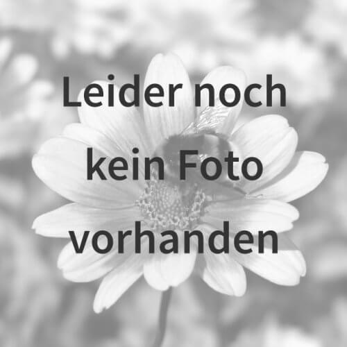 Florian Wehrle